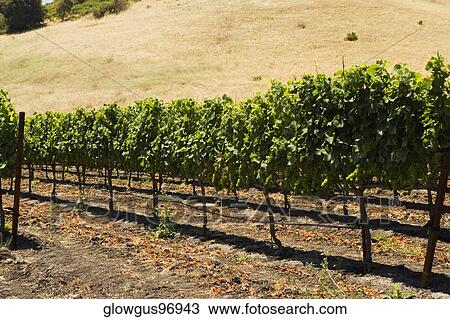 Vineyard on a landscape View Large Photo Image Stock Image - Vineyard on a landscape. Fotosearch
