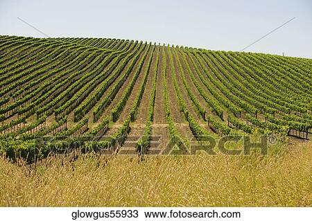 Stock Image - Vineyard on a rolling landscape. Fotosearch