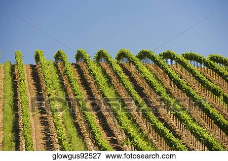 Vineyard on a rolling landscape View Large Photo Image Stock Photo - Vineyard on a rolling landscape. Fotosearch