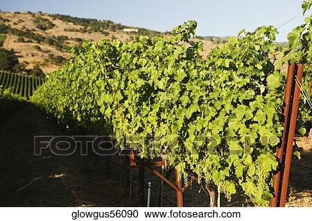Vineyard on the hillside View Large Photo Image Stock Image - Vineyard on the hillside. Fotosearch