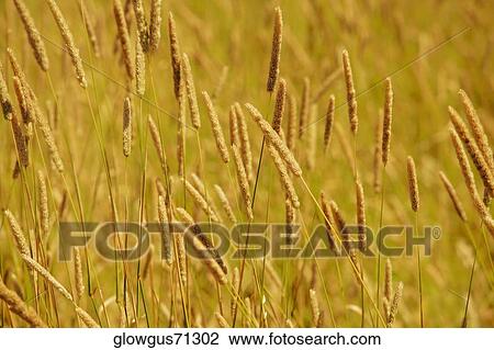 Wheat crops in a field View Large Photo Image Stock Image - Wheat crops in a field. Fotosearch