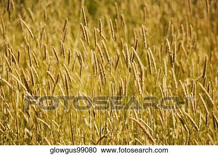 Wheat crops in a field View Large Photo Image Stock Image - Wheat crops in a field. Fotosearch