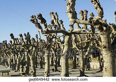 Array of bare trees on the street side, Spain View Large Photo Image Stock Image - Array of bare trees on the street side, Spain. Fotosearch