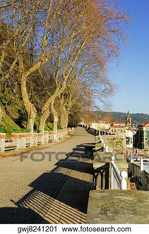 Stock Image - Bare trees lined on side of an empty street, Spain. Fotosearch