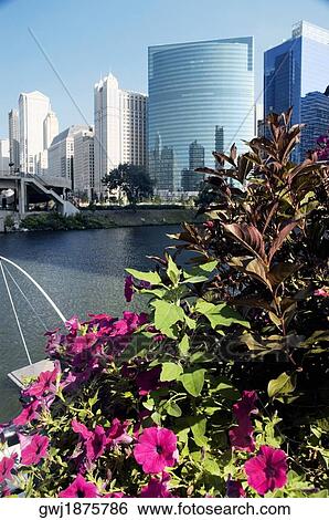 Buildings along a river, Chicago River, Chicago, Illinois, USA View Large Photo Image Stock Photograph - Buildings along a river, Chicago River, Chicago, Illinois, USA. Fotosearch