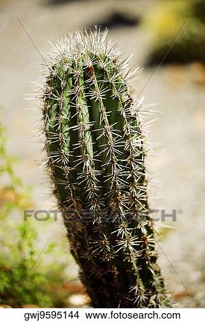 Close-up of a cactus plant View Large Photo Image Picture - Close-up of a cactus plant. Fotosearch
