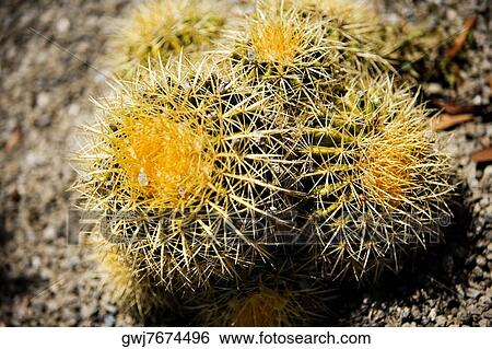Close-up of a cactus plant View Large Photo Image Stock Photograph - Close-up of a cactus plant. Fotosearch