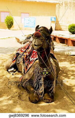 Close-up of a camel sitting, Jaigarh Fort, Jaipur, Rajasthan, India View Large Photo Image Stock Photograph - Close-up of a camel sitting, Jaigarh Fort, Jaipur, Rajasthan, India. Fotosearch