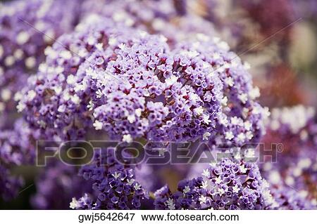 Stock Photo - Close-up of a cluster of purple flowers. Fotosearch