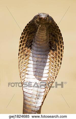 Close-up of a cobra, Pushkar, Rajasthan, India View Large Photo Image Stock Photography - Close-up of a cobra, Pushkar, Rajasthan, India. Fotosearch