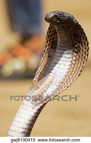 Close-up of a cobra, Pushkar, Rajasthan, India View Large Photo Image Stock Photography - Close-up of a cobra, Pushkar, Rajasthan, India. Fotosearch