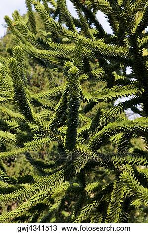 Close-up of a coniferous tree, Spain View Large Photo Image Stock Image - Close-up of a coniferous tree, Spain. Fotosearch
