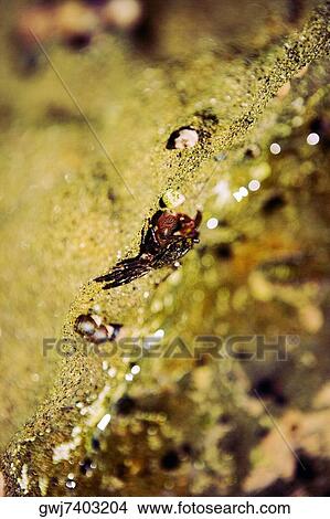 Picture - Close-up of a crab, La Jolla Reefs, San Diego Bay, San Diego, California, USA. Fotosearch