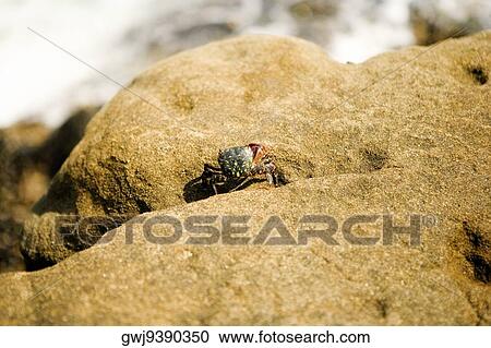 Close-up of a crab on a rock, La Jolla Reefs, San Diego Bay, San Diego, California, USA View Large Photo Image Stock Image - Close-up of a crab on a rock, La Jolla Reefs, San Diego Bay, San Diego, California, USA. Fotosearch