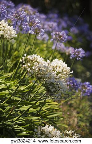 Close-up of a flower bed View Large Photo Image Picture - Close-up of a flower bed. Fotosearch