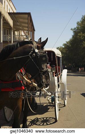 Close-up of a horse View Large Photo Image Stock Image - Close-up of a horse. Fotosearch