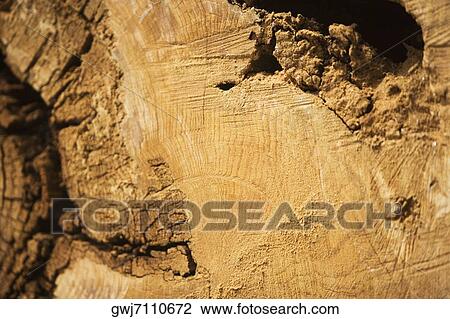 Close-up of a log View Large Photo Image Stock Image - Close-up of a log. Fotosearch