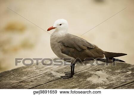Close-up of a seagull View Large Photo Image Stock Photo - Close-up of a seagull. Fotosearch
