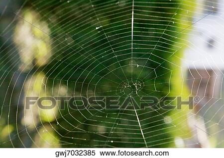 Close-up of a spider in web, Spain View Large Photo Image Stock Photography - Close-up of a spider in web, Spain. Fotosearch