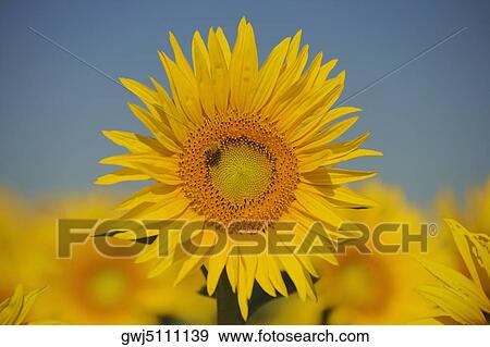 Stock Photo - Close-up of a sunflower. Fotosearch