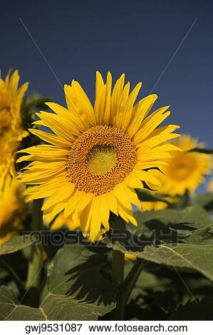 Close-up of a sunflower View Large Photo Image Stock Photo - Close-up of a sunflower. Fotosearch