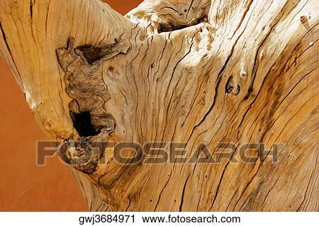 Close-up of a tree, Jaigarh Fort, Jaipur, Rajasthan, India View Large Photo Image Stock Image - Close-up of a tree, Jaigarh Fort, Jaipur, Rajasthan, India. Fotosearch
