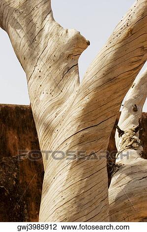 Close-up of a tree, Jaigarh Fort, Jaipur, Rajasthan, India View Large Photo Image Stock Image - Close-up of a tree, Jaigarh Fort, Jaipur, Rajasthan, India. Fotosearch