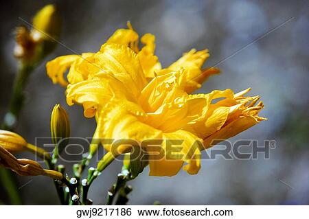 Close-up of a yellow lily, San Diego, California, USA View Large Photo Image Stock Photograph - Close-up of a yellow lily, San Diego, California, USA. Fotosearch
