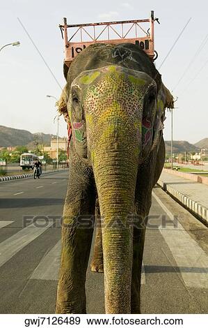 Close-up of an elephant standing on the road, Jaipur, Rajasthan, India View Large Photo Image Stock Photo - Close-up of an elephant standing on the road, Jaipur, Rajasthan, India. Fotosearch