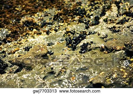 Close-up of barnacles on a reef, La Jolla Reefs, San Diego Bay, California, USA View Large Photo Image Stock Image - Close-up of barnacles on a reef, La Jolla Reefs, San Diego Bay, California, USA. Fotosearch