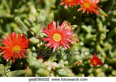 Close-up of cactus flowers, San Diego, California, USA View Large Photo Image Stock Image - Close-up of cactus flowers, San Diego, California, USA. Fotosearch
