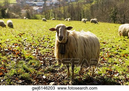 Close-up of flock of sheep on a hillside, Spain View Large Photo Image Stock Image - Close-up of flock of sheep on a hillside, Spain. Fotosearch