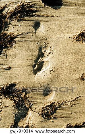 Picture - Close-up of footprints on sand, San Diego, California, USA. Fotosearch