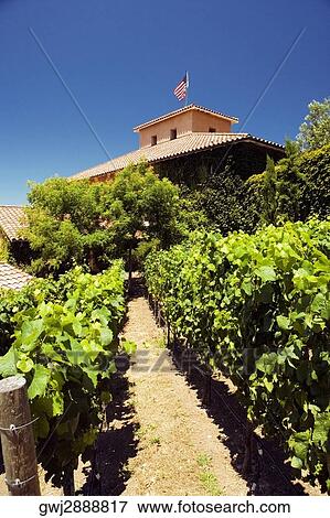 Close-up of grape vines in front of a winery, Napa Valley, California, USA View Large Photo Image Stock Photo - Close-up of grape vines in front of a winery, Napa Valley, California, USA. Fotosearch