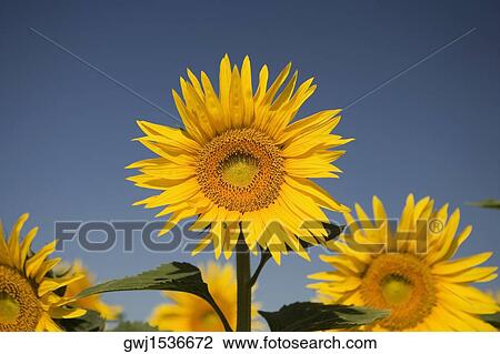 Close-up of sunflowers View Large Photo Image Stock Image - Close-up of sunflowers. Fotosearch
