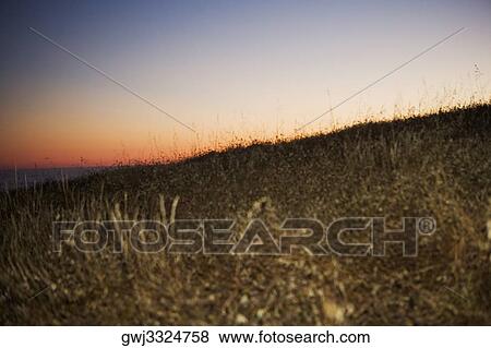 Stock Photo - Close-up of weeds on a hillside. Fotosearch
