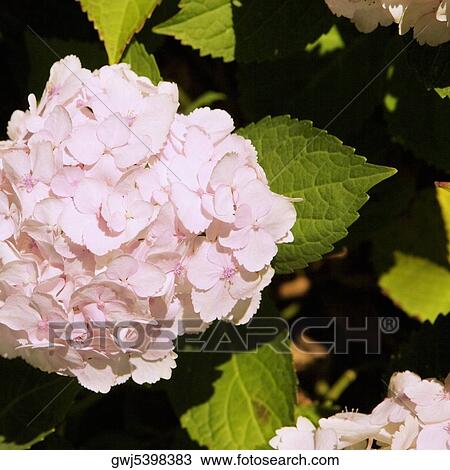 Close-up of white Hydrangea, Napa Valley, California, USA View Large Photo Image Stock Image - Close-up of white Hydrangea, Napa Valley, California, USA. Fotosearch