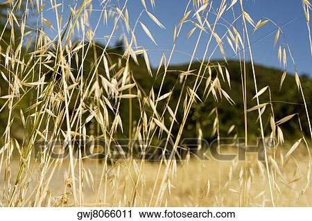 Corn crop in a field View Large Photo Image Stock Image - Corn crop in a field. Fotosearch