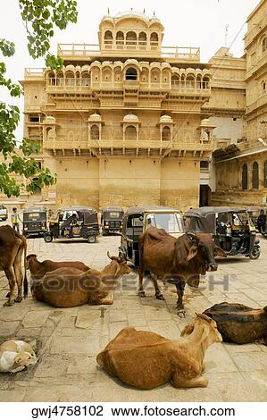 Stock Image - Cows on the street, Jaisalmer Fort, Jaisalmer, Rajasthan, India. Fotosearch