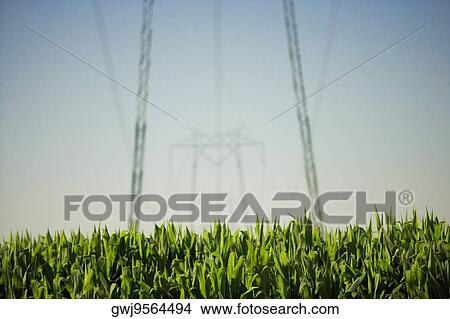 Electricity pylon in a farm View Large Photo Image Picture - Electricity pylon in a farm. Fotosearch