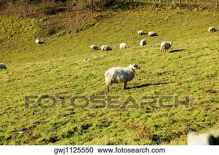 Flock of sheep grazing on a hillside, Spain View Large Photo Image Stock Image - Flock of sheep grazing on a hillside, Spain. Fotosearch