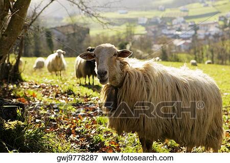 Stock Photo - Flock of sheep grazing on a hillside, Spain. Fotosearch