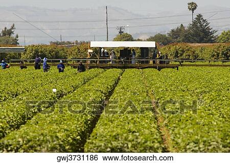 Stock Photograph - Group of people working in a farm. Fotosearch