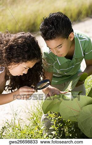 High angle view of a brother and sister examining a leaf with a magnifying glass View Large Photo Image Stock Image - High angle view of a brother and sister examining a leaf with a magnifying glass. Fotosearch