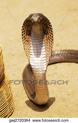 High angle view of a cobra, Pushkar, Rajasthan, India View Large Photo Image Picture - High angle view of a cobra, Pushkar, Rajasthan, India. Fotosearch