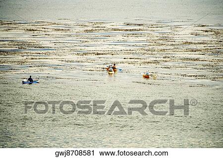 High angle view of a group of people kayaking, La Jolla Reefs, San Diego Bay, California, USA View Large Photo Image Stock Image - High angle view of a group of people kayaking, La Jolla Reefs, San Diego Bay, California, USA. Fotosearch