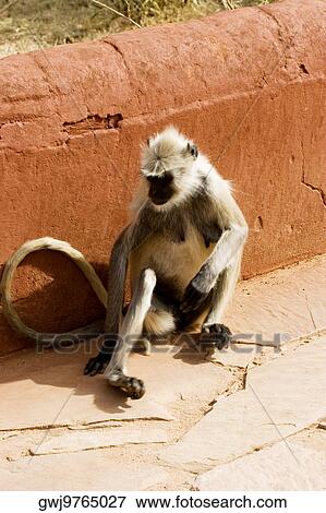 High angle view of a monkey, Jaigarh Fort, Jaipur, Rajasthan, India View Large Photo Image Stock Photo - High angle view of a monkey, Jaigarh Fort, Jaipur, Rajasthan, India. Fotosearch