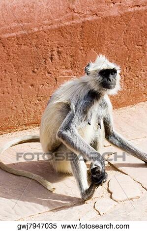 High angle view of a monkey, Jaigarh Fort, Jaipur, Rajasthan, India View Large Photo Image Stock Photography - High angle view of a monkey, Jaigarh Fort, Jaipur, Rajasthan, India. Fotosearch
