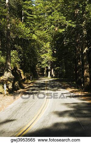 High angle view of a road in the wilderness, Mt. Tamalpais State Park, California, USA View Large Photo Image Stock Photography - High angle view of a road in the wilderness, Mt. Tamalpais State Park, California, USA. Fotosearch