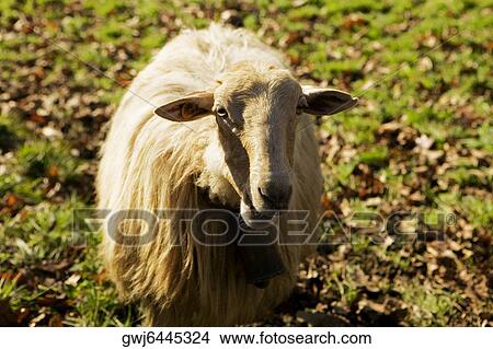 High angle view of a sheep View Large Photo Image Picture - High angle view of a sheep. Fotosearch